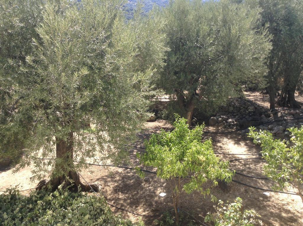 Rooms To Let To Kyma Skala Sikamineas Skala Sykamineas 部屋 写真
